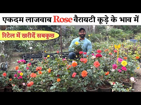 दुनिया का सबसे सस्ता Rose Plants बाजार यहाँ पर सब मिलता है कूड़े के भाव में !