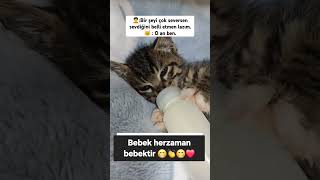 Bir şey istediğinde bu kedi gibi ol  #kedi #cat #keşfet