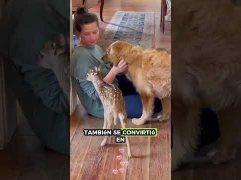 Chica Ayuda A Un Ciervo De Un Zorro # #animales