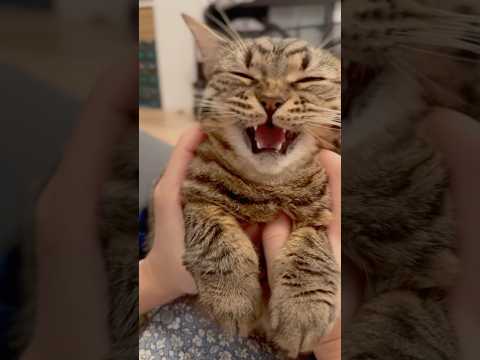 猫の動画サムネイル - 我が家のスコティッシュが可愛すぎる件...笑 #shorts #猫 #cat