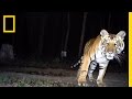 Tiger Conservation and Biodiversity