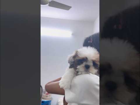ഇവളെ fridge-ൽ നിന്നും ഇറക്കാൻ പെട്ട പാടേ😲💥 #puppylove #shorts #comedy