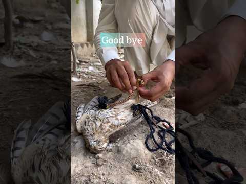 Shikra no more 😕 |Shikra hunting | Shikra training |