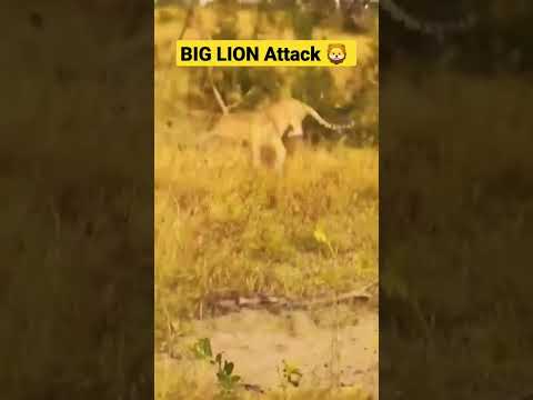Big Lion jump & Attack #youtubeshorts #ternding #shorts