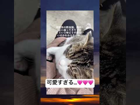 欠席したら終わりの一限受けに早起きして大学来たらこいつのせいで落単したwwwwww #元気になる動画 #かわいい #ねこ
