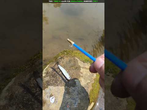 Dirty Mini Fish Swimming 🐟🤯| New Viral Gadgets, Smart Appliances, Kitchen Utensils/ Home Inventions