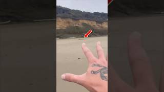 HUGE Animal Washes up on the Beach! 😱 #animals #nature #shorts