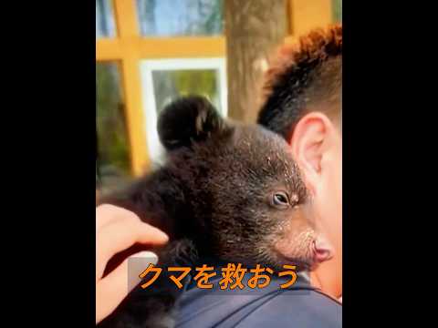 母親の元に戻ることが、子熊にとって最高の結末です。#動物 #animals
