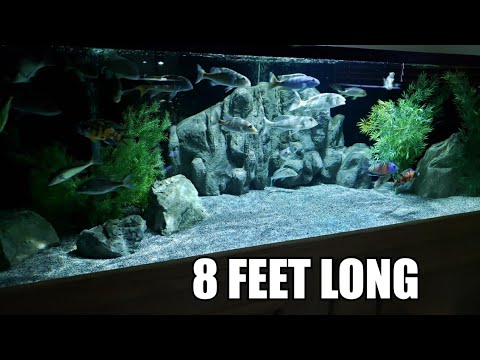 8 FOOT LONG 300 GALLON AQUARIUM I hope everyone enjoys this video, let me know what you think in the comments 

please share if you 