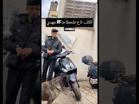 مهدي vs الكلب تاع طحطاحة #tiktok #اكسبلور #funny #like #live
