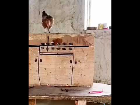 #animals#animallovers#part2