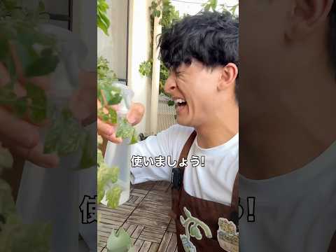 唐辛子🌶️+にんにく🧄+お酢⇨ナチュラル虫除けスプレー😳 #家庭菜園 #育て方 #野菜