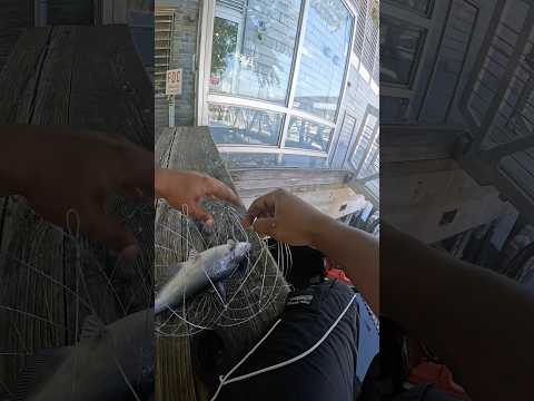 Crab Trap to Catch FISH Method