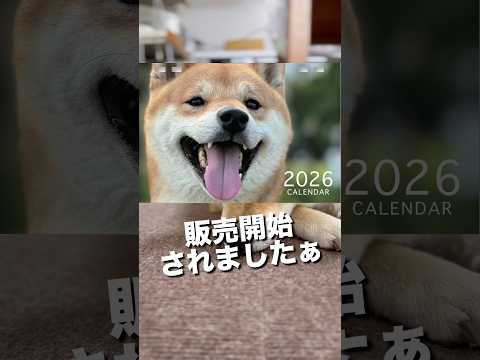 柴犬とん君の2026年卓上カレンダーを期間限定で販売中 サムネイル