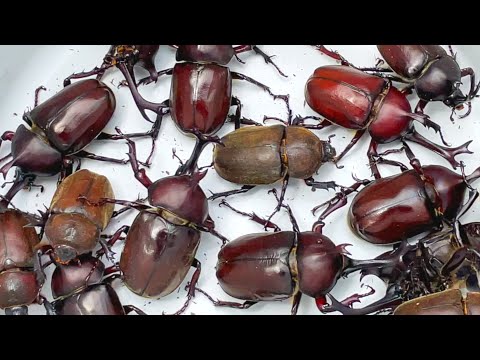 カブトムシフェスタ2025　A large number of Japanese rhinoceros beetles 【カブトムシ・クワガタムシ】