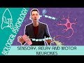 Neuroscience Concepts and Functions