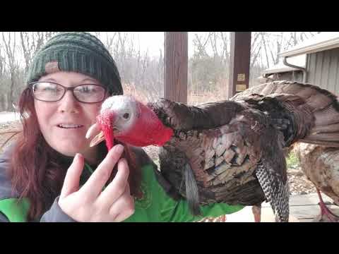 Hanging at Heckrodt: Wild Turkeys