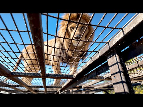 ENTRAMOS NA JAULA DOS LEÕES!