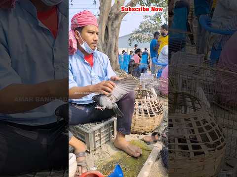 কবুতর বাচ্চাকে খাবার খাওয়ানোর পদ্ধতি #pigeon #kobutor #short #kabutorvideo #pigeonshorts #kobutors