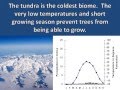 Tundra Ecosystem Adaptations and Characteristics
