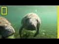 Manatee Behavior and Sanctuary Regulations