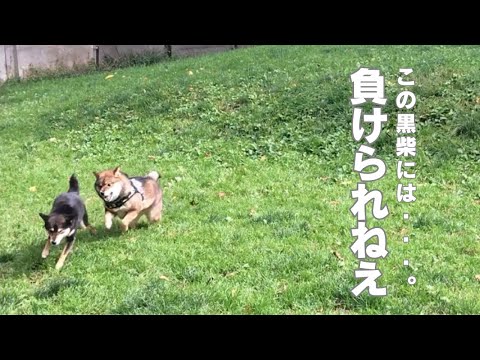 ドッグランで楽しく遊んでいたら黒柴さんが・・・。 サムネイル