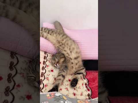 Watching it while sleeping, my anxiety was instantly cured! #cat #cats #kitten