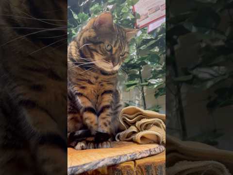 お片付けするか迷っている猫【#京都ひょう猫の森 】