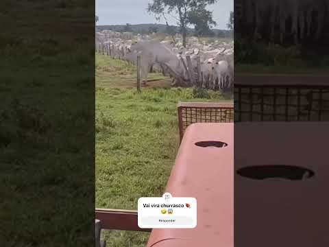 Será se esses vão vira churrasco ❓😱🤣 #fazenda #pecuarista #gado #agro #pecuaria #shortsviral