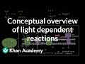 Photosynthesis Mechanisms and Processes