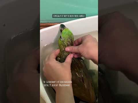 Paco's first bath and dry with us - the transformation continues #rescueparrot #petbirds