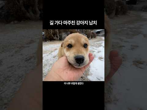 길 가다 마주친 강아지 납치해서 집으로 데려옴