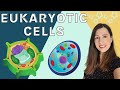 Cell Organelles and Their Functions