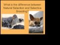 Natural Selection and Selective Breeding