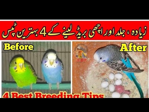 Australian Parrots Breeding Tips in Urdu / Hindi by Arham Birds (Birds Eggs & Chicks), Video. 534