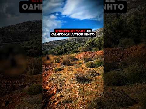 Ο βοσκός την κοπάνησε και ο σκύλος επιτέθηκε... #saribal