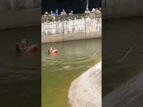 An orangutan drowned after picking up food dropped by tourists,but was rescued by staff. #orangutan