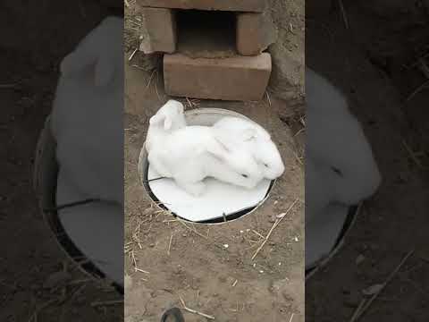 RABBIT MOM ?? you can't guess how many to go in, Videos Cute moment you never know before #yt #608