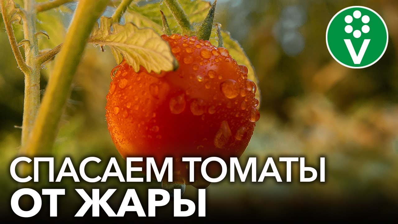 Жара в теплице уничтожит урожай! 3 приема, которые помогут томатам пережить жару