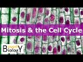 Exploring Mitosis and the Cell Cycle
