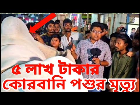 ঢাকা গাবতলি হাটে ৫ লক্ষ টাকার কোরবানি পশুর মৃত্যু,,বিক্রেতার মাথায় হাত #কোরবানীর_গরু