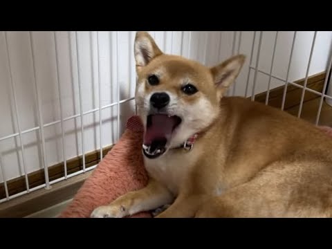 柴犬小夏のKonachannel がライブ配信中!