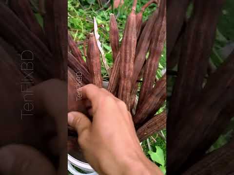 Moringa Seeds Benefits 🌿The Powerful Drumstick Seeds You Didn’t Know About #shorts#moringa#superfood