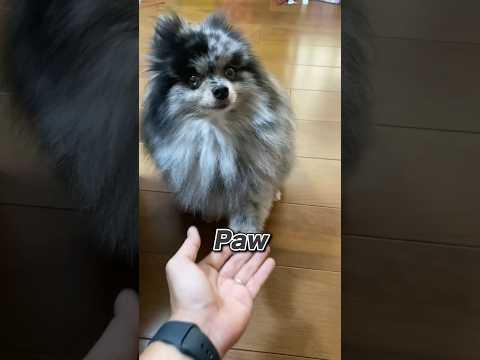 バイリンガル犬