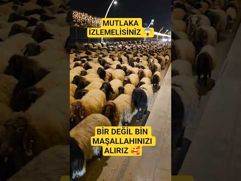 Cizre'de Koyun Sürüsü Şehir Merkezinde 🥰#hayvancılık #doğu #cizre #şırnak #doğalyaşam #animals #sürü