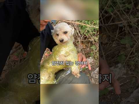 테이프로 칭칭 감긴 채 버려진 강아지 구조