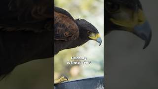 What is Falconry?