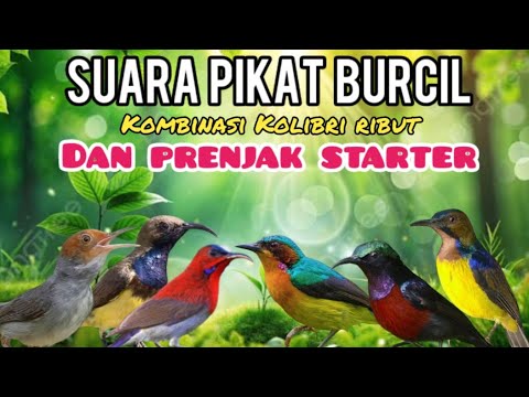 Suara Pikat Burcil Kombinasi Kolibri Ribut Dan  Prenjak Starter