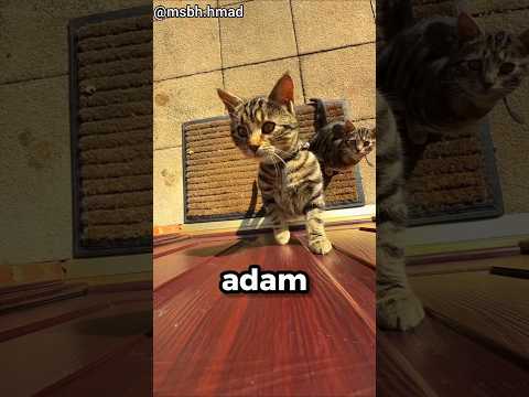 Kapının arkasından çıkan sürpriz 😍 (@msbh.hmad - IG)