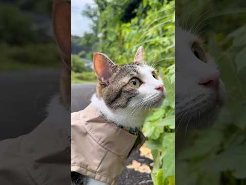 夏でも雨でも散歩に行きたい うみ🐾 #愛猫との暮らし #愛猫 #元保護猫 #お散歩 #おにゃんぽ